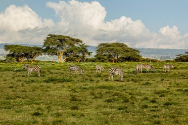 Burchell's zebras (Equus quagga burchellii) at Crescent Island Game Sanctuary on Naivasha lake, Kenya clipart
