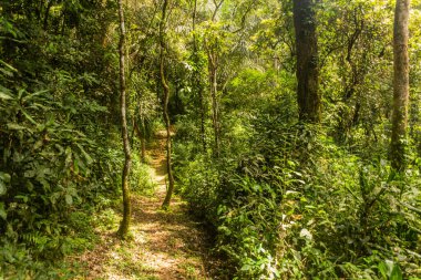 Hiking trail in Kakamega Forest Reserve, Kenya clipart