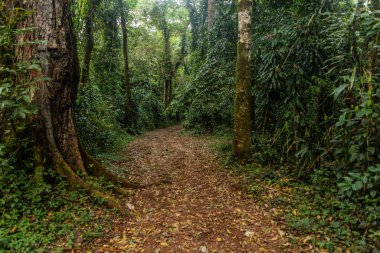 Hiking trail in Kakamega Forest Reserve, Kenya clipart