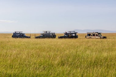 MASAI MARA, KENYA - 19 Şubat 2020: Masai Mara Ulusal Rezervi, Kenya