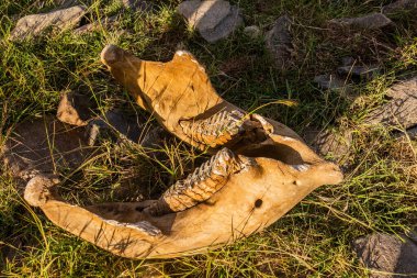 Kenya 'daki Masai Mara Ulusal Rezervi yakınlarındaki fil kafatası detayları