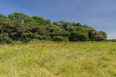 Kenya 'daki Kakamega Orman rezervinin manzarası