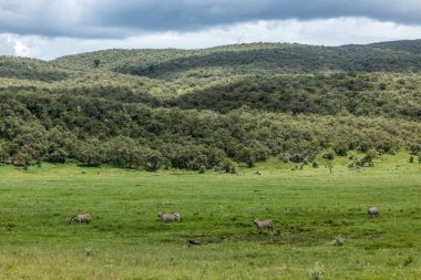 Zebralar Kenya 'daki Cehennem Kapısı Ulusal Parkı' nda..