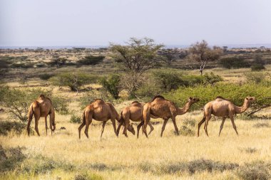 Kenya, Marsabit kasabası yakınlarındaki develer.