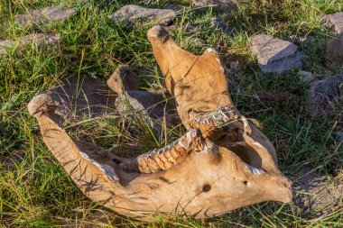 Kenya 'daki Masai Mara Ulusal Rezervi yakınlarındaki fil kafatası detayları
