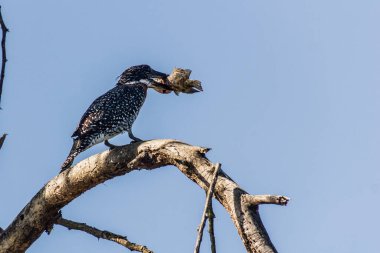 Dev Kingfisher (Megaceryle maxima) Naivasha Gölü, Kenya