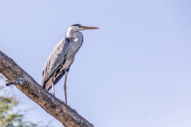 Kenya Naivasha Gölü 'nde gri balıkçıl (Ardea cinerea)