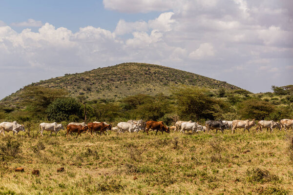 Стадо скота близ города Марсабит, Кения