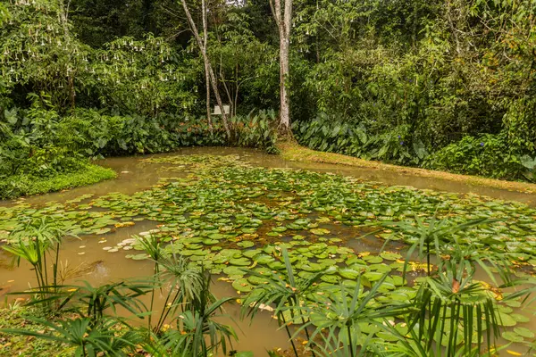 Kenya, Kakamega Ormanı 'ndaki gölet.