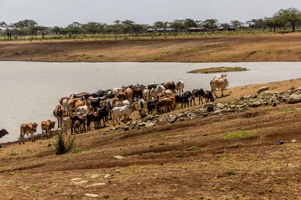 Cattle at a drinking hole in central Kenya