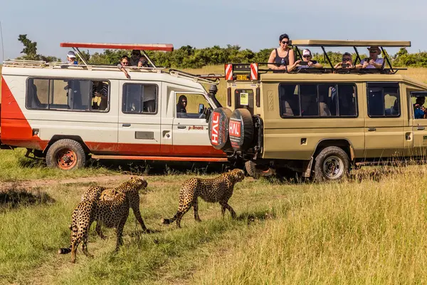 MASAI MARA, KENYA - 19 Şubat 2020: Masai Mara Ulusal Rezervi 'nde Safari araçları ve çitalar, Kenya