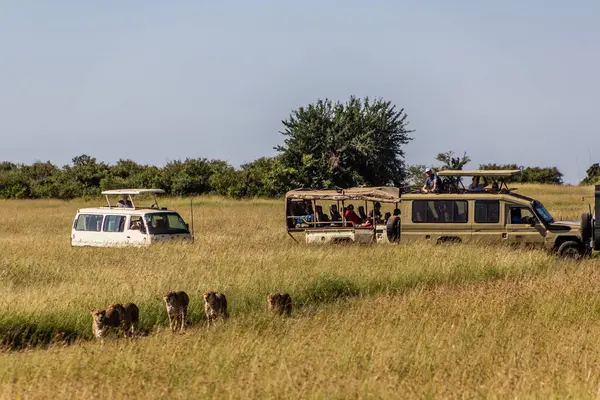 MASAI MARA, KENYA - 19 Şubat 2020: Masai Mara Ulusal Rezervi 'nde Safari araçları ve çitalar, Kenya