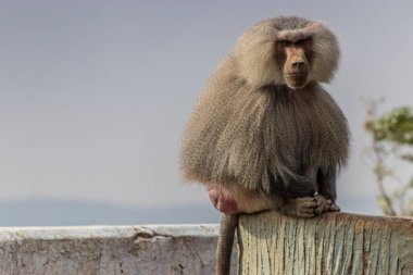 Hamadryas Baboon (Papio hamadryas) Al Souda bakış açısı, Suudi Arabistan