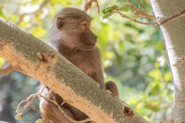 Hamadryas Baboon (Papio hamadryas) You Ain (Dhi Ayn) köyü yakınlarındaki bir ağaçta, Suudi Arabistan