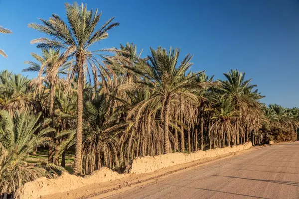 Date palm grove near Al Ula, Saudi Arabia