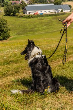 Çek Cumhuriyeti, Letohrad yakınlarındaki bir çayırda çoban köpeği yetiştiren Collie.