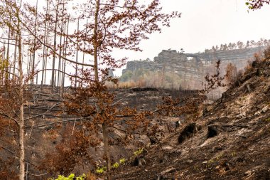 Çek Cumhuriyeti 'ndeki İsviçre Ulusal Parkı' ndaki 2022 orman yangınından sonra Pravcicka brana kaya oluşumu etrafında yanan orman