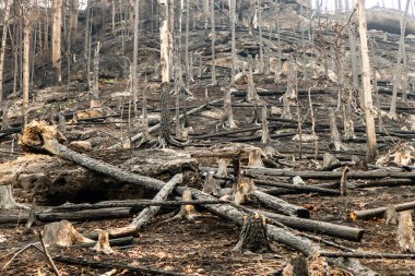 Çek Cumhuriyeti 'nin İsviçre Ulusal Parkı' ndaki 2022 orman yangınından sonra