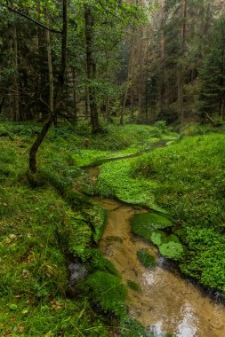 Jetrichovicka Bela stream in the Czech Switzerland National Park, Czech Republic clipart