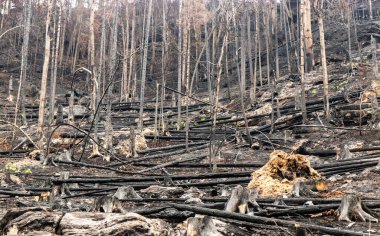 Çek Cumhuriyeti 'nin İsviçre Ulusal Parkı' ndaki 2022 orman yangınından sonra