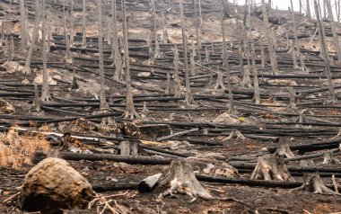 Çek Cumhuriyeti 'nin İsviçre Ulusal Parkı' ndaki 2022 orman yangınından sonra