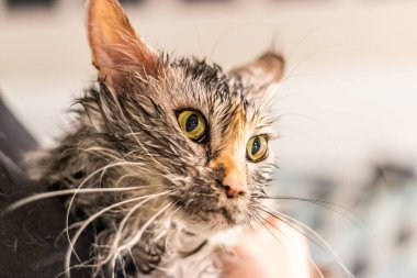Young maine coon cat after its bath clipart