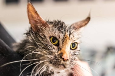 Young maine coon cat after its bath clipart