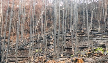 Çek Cumhuriyeti 'nin İsviçre Ulusal Parkı' ndaki 2022 orman yangınından sonra