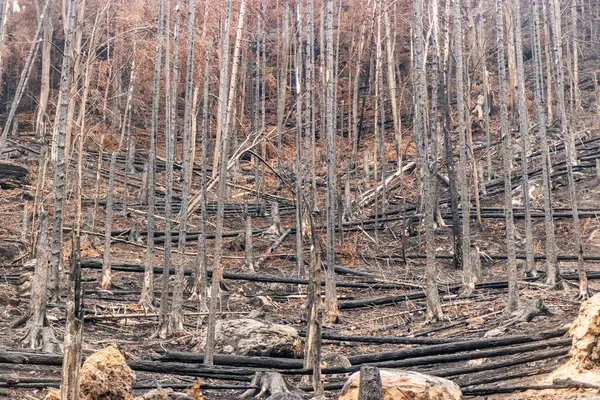 stock image Burned forest after the 2022 wildfire in the Czech Switzerland National Park, Czech Republic