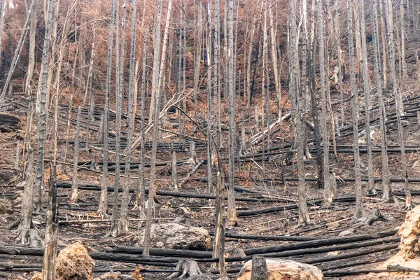Verbrannter Wald Nach Waldbrand Nationalpark Tschechische Schweiz Stockbild