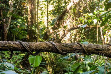 Ormandaki ağaç dalı, Laos