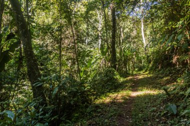 Nam Ha Ulusal Koruma Alanındaki Pagnueng şelalesine giden yol Laos.