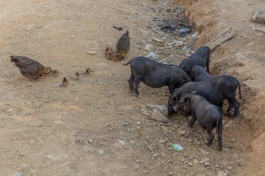 Namkhon köyünde domuz ve tavuk Luang Namtha kasabası, Laos yakınlarında.