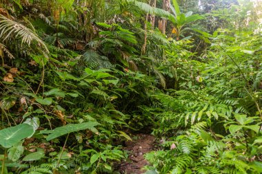 Laos 'un Luang Namtha kasabası yakınlarındaki Namkhon köyü yakınlarındaki bir ormanda patika.