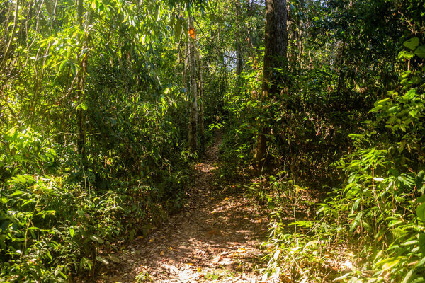 Trail in a forest near Namkhon village near Luang Namtha town, Laos