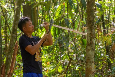 LUANG NAMTHA, LAOS - 18 Kasım 2019: Luang Namtha kasabası yakınlarındaki bir ormanda ağaç kesen yerel rehber