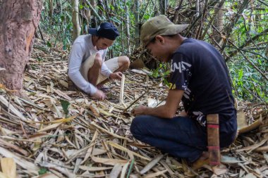 NAM HA, LAOS - 15 Kasım 2019: Yerel rehberler Nam Ha Ulusal Koruma Alanında bitki topluyor, Laos