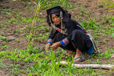 SAMARKISay, LAOS - 22 Kasım 2019: Laos 'un Phongsali ilinde Samarkisay köyü yakınlarında sebze toplayan Akha etnik kökenli kadın