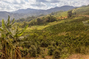 Laos 'un Phongsali ilindeki Samarkisay köyü yakınlarındaki çay tarlaları
