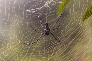 Nam Ha Ulusal Koruma Alanındaki Dev Altın Orbweaver (Nephila pilipes), Laos