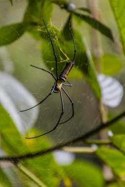 Nam Ha Ulusal Koruma Alanındaki Dev Altın Orbweaver (Nephila pilipes), Laos