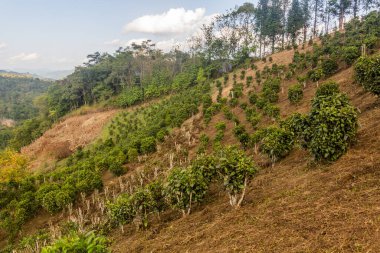 Laos 'un Phongsali ilindeki Samarkisay köyü yakınlarındaki çay tarlaları