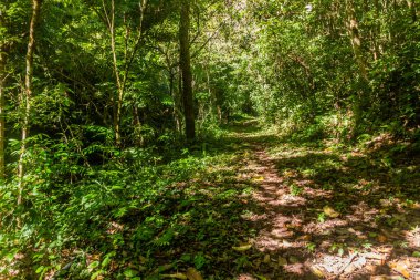 Nam Ha Ulusal Koruma Alanındaki Pagnueng şelalesine giden yol Laos.