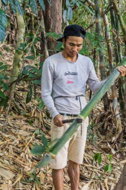 NAM HA, LAOS - 15 Kasım 2019 Nam Ha Ulusal Koruma Alanında bambu kesen yerel rehber, Laos