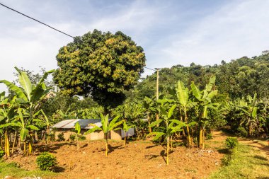 Uganda 'nın Budadiri köyü yakınlarındaki muz çiftliği.