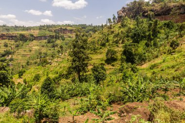 Sipi köyü yakınlarındaki kırsal alan, Uganda