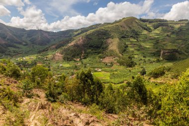 Kabale, Uganda yakınlarındaki yemyeşil manzara