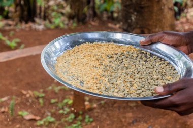 Sipi köyü, Uganda 'da bir çiftlikte kahve çekirdeği kabuklarının ayrılması.