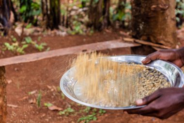 Sipi köyü, Uganda 'da bir çiftlikte kahve çekirdeği kabuklarının ayrılması.