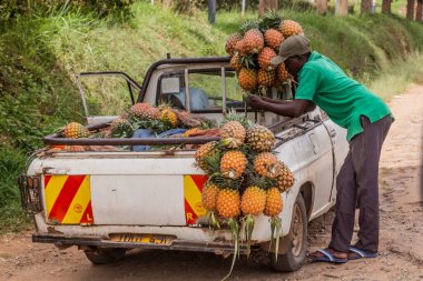 MBARA, UGANDA - 17 Mart 2020: Mbarara, Uganda 'da ananas satıcısı